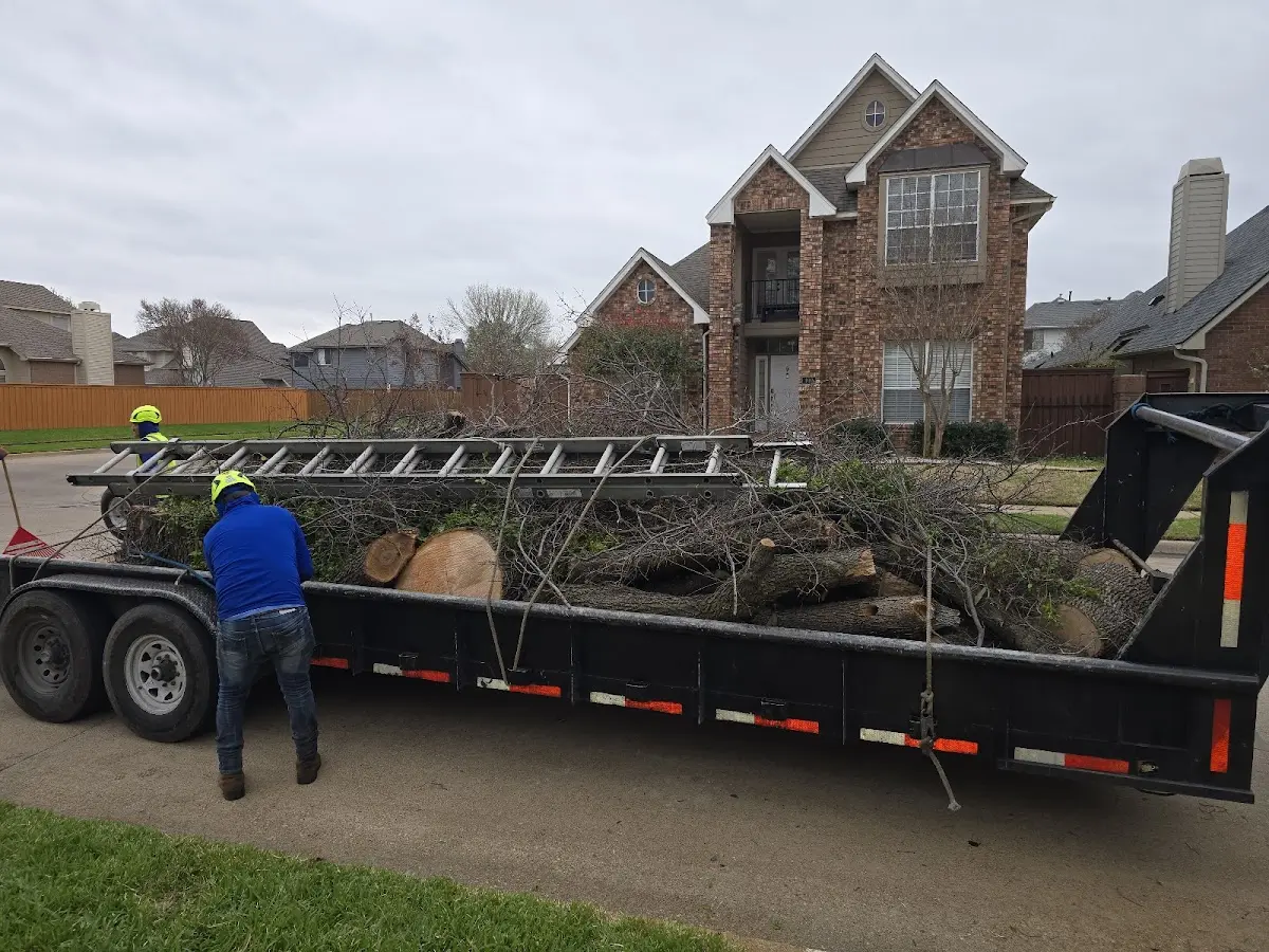 Expert Tree Fertilization with proper safety equipment in Knox